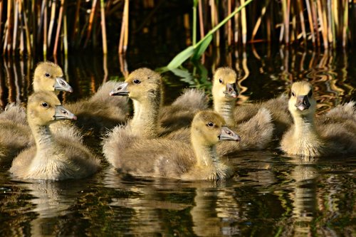 goose  water bird  gosling