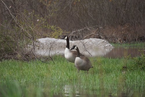 goose  geese  canadian