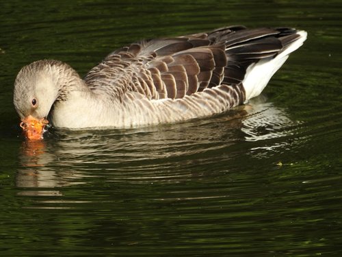 goose  water  water bird