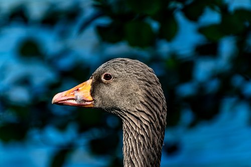 goose  bird  portrait
