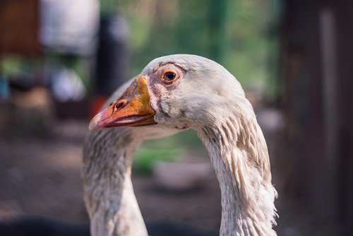 goose  old gasior  old geese