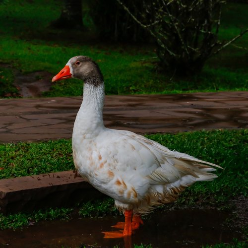 goose  bird  animal