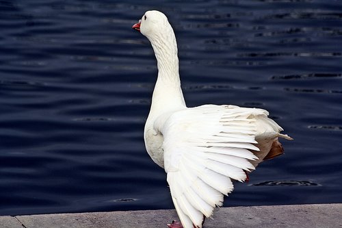 goose  bird  plumage