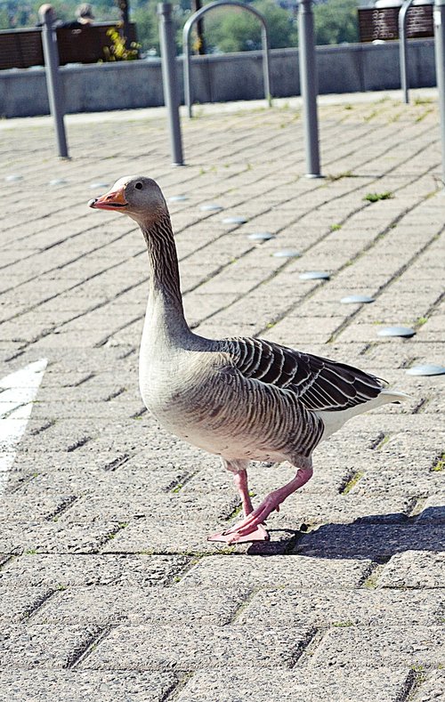 goose  bird  nature
