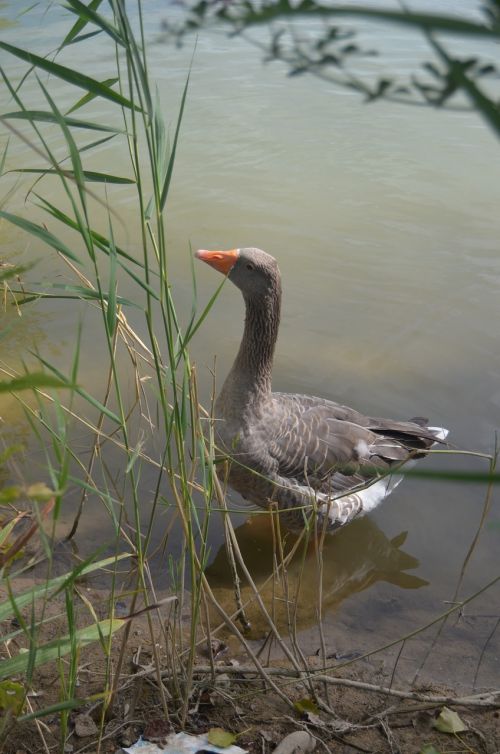 goose animals nature