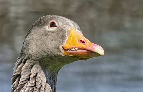 goose  water bird  attention