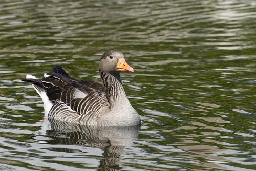 goose  water bird  swim