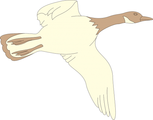 goose flying bird