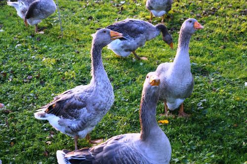 goose bird poultry