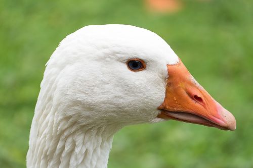 goose bird white