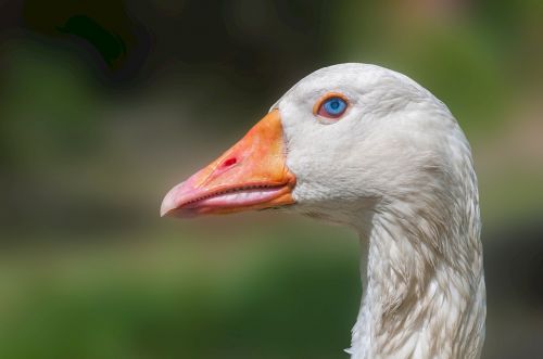 goose head domestic