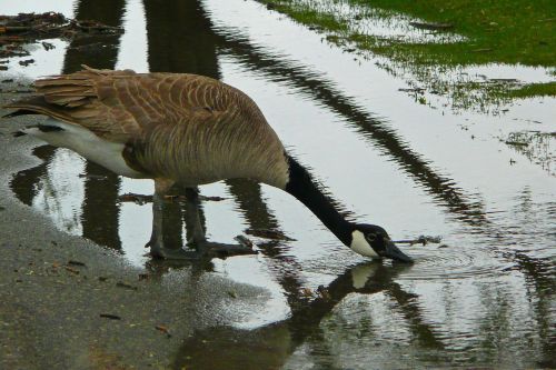 goose canada canada goose