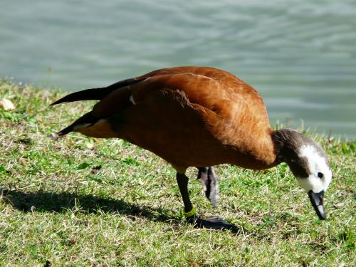 goose rush green space