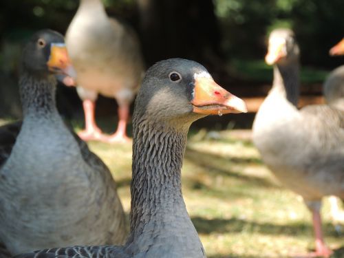 goose natural animal