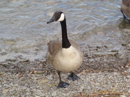 goose canadian waterfowl