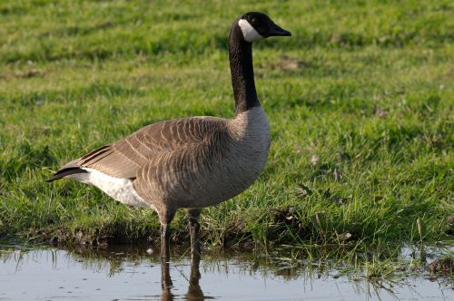 goose canadian wildlife