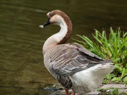 goose wild goose nature