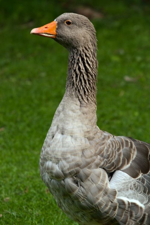 goose wild goose nature