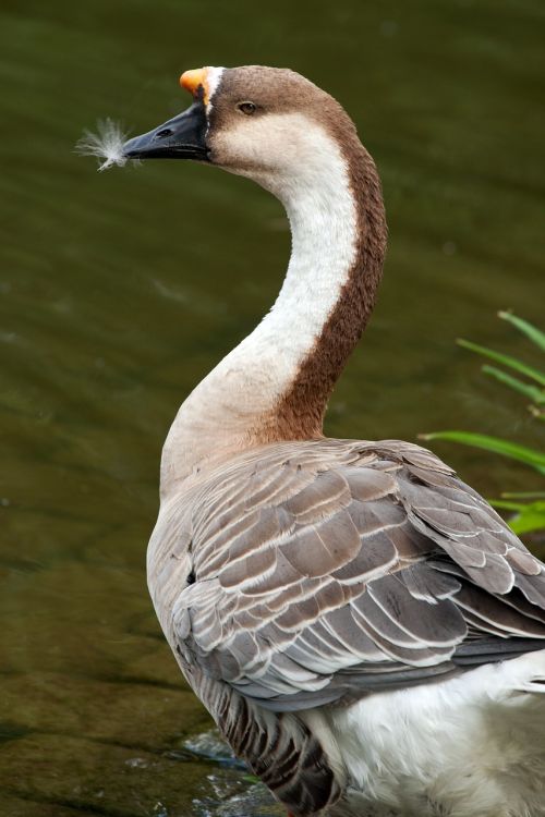 goose wild goose nature