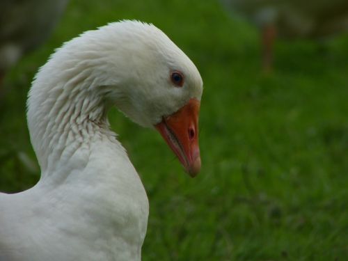 goose beak neck