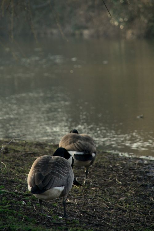 goose nature netherlands