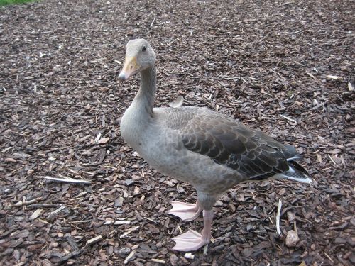 goose bird natural