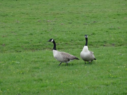 goose geese meadow bird