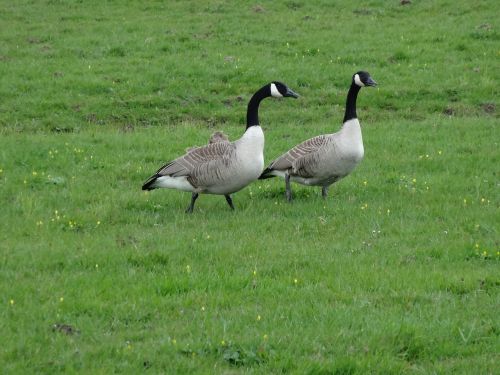 goose geese meadow bird