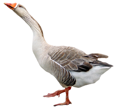 goose bird fowl