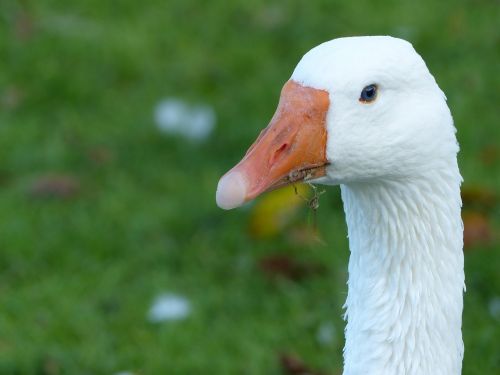 goose white nature