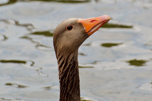 goose bird feather