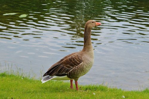 goose bird feather