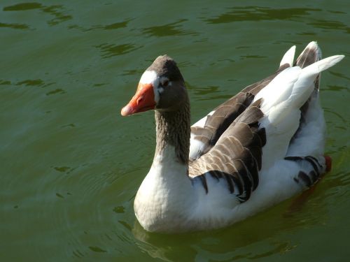 goose lake bird