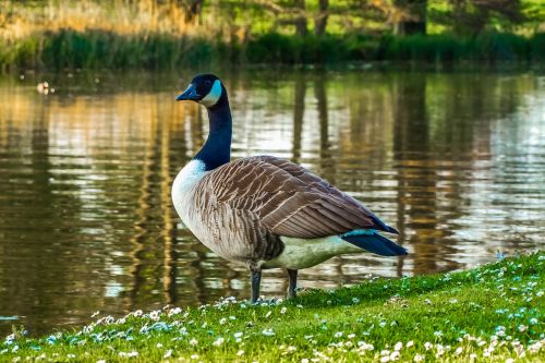 goose nature water