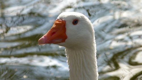 goose head bird