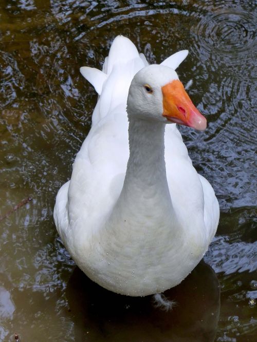 goose lake white