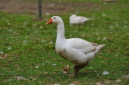 goose white cute