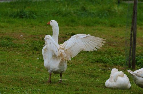 goose white cute