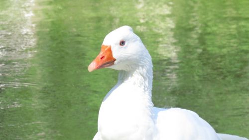 goose duck lake