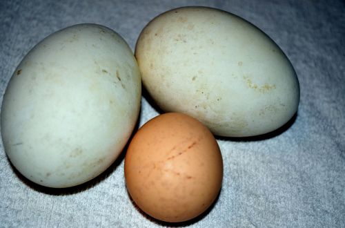 Goose And Chicken Eggs