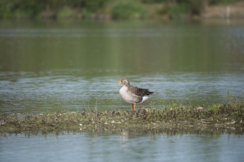 goose ashy bird pond