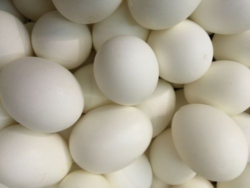 goose egg geese eggs easter egg