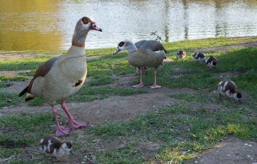 goose family pond spring