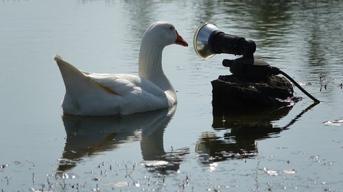 goose home  water plan  dialogue