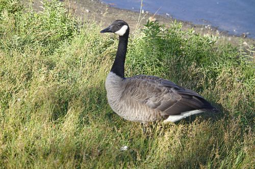 Goose In Grass