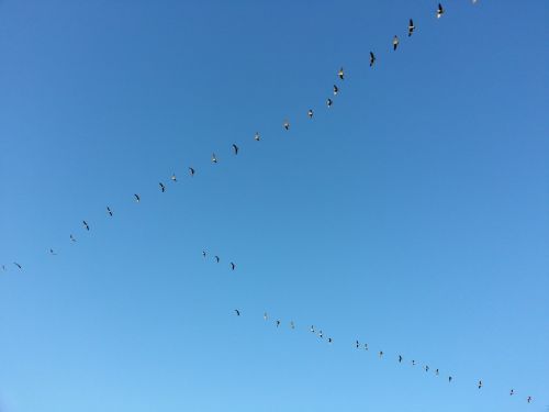 Goose Migration