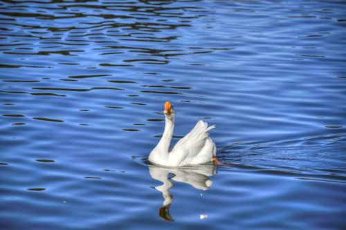 Goose Swan