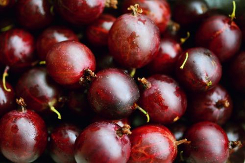 gooseberries red gooseberries fruits