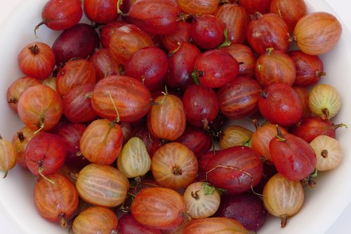 gooseberries  fruit  vitamins