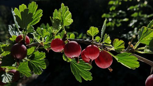 gooseberries  ripe berries  fruit
